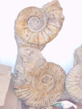 Foto: Verkauft Muscheln, Fossilie und Stein DOBLE AMMONITES 100% NATURALES 100% OREGINALES