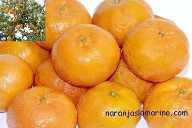 Foto: Verkauft Obst und Gemüs Orange