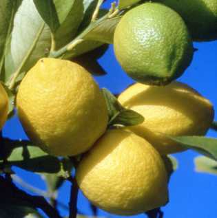Foto: Verkauft Obst und Gemü Zitrone