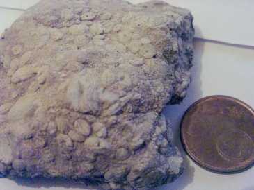 Foto: Verkauft Muscheln, Fossilien und Steine MAR DE CONCHAS