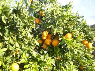 Foto: Verkauft Obst und Gemü Orange