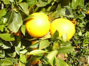 Foto: Verkauft Obst und Gemü Orange
