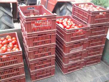 Foto: Verkauft Obst und Gemüse Tomate