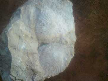 Foto: Verkauft Muscheln, Fossilie und Stein ESCARBANDO EN MI CASA