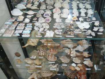 Foto: Verkauft Muscheln, Fossilien und Steine COLLECTION