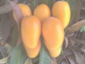 Foto: Verkauft Obst und Gemü Mangopflaume