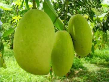 Foto: Verkauft Obst und Gemü Mangopflaume