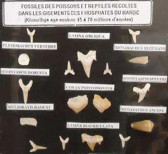 Foto: Verkauft Muscheln, Fossilie und Stein FOSSILI DEL CRETACEO-PALEOGENE