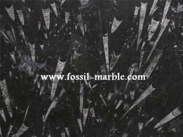 Foto: Verkauft Dekoratio BLACK SLAB FROM FOSSILIZED MARBLE MOROCCO - BLACK SLAB FOSSILIZED MARBLE MOROCCO