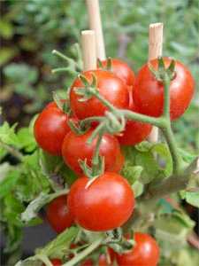 Foto: Verkauft Obst und Gemüs Tomate