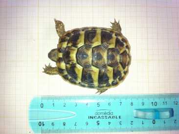 Foto: Verkauft Schildkröten