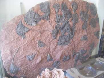 Foto: Verkauft Muscheln, Fossilie und Stein MAIN D'OEUVRE