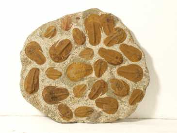 Foto: Verkauft Muscheln, Fossilie und Stein MAIN D'OEUVRE
