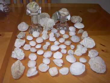 Foto: Verkauft Muscheln, Fossilien und Steine COQUILLAGES,FOSSILES,PIERRES