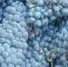 Foto: Verkauft Wein Italien - Piedmont