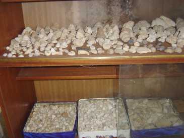 Foto: Verkauft Muscheln, Fossilie und Stein