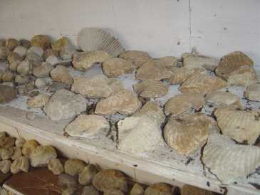 Foto: Verkauft Muscheln, Fossilie und Stein